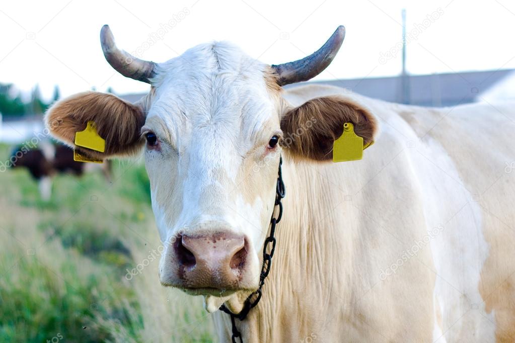 Beige cow