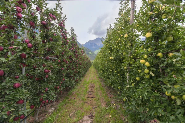 En la plantación de manzanas — Foto de Stock