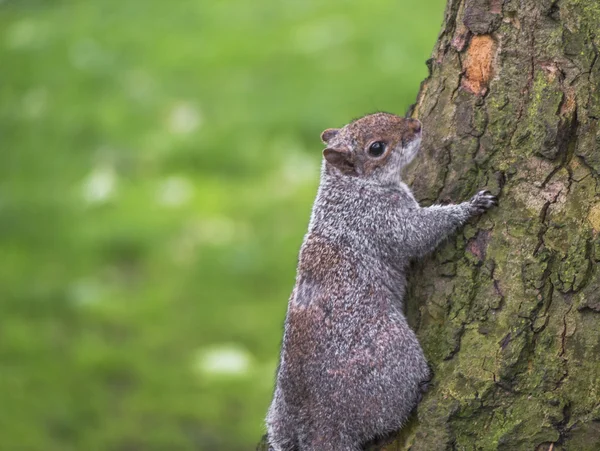 Écureuil dans le parc — Photo