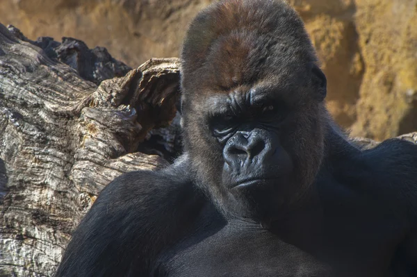 Gorilla porträtt — Stockfoto