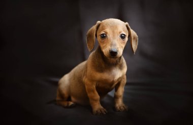 Güzel kırmızı dachshund köpek yavrusu siyah kadife üzerinde