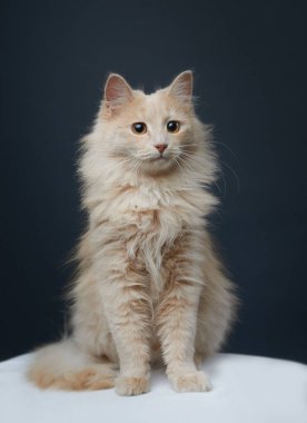 Gri stüdyo arka planında kırmızı tüylü bir kedi.