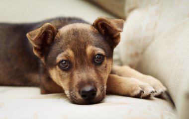 Bej kanepede küçük, üzgün, sevimli bir köpek yavrusu.