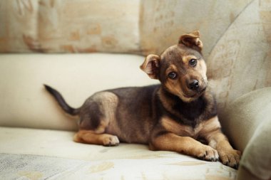 Kanepede küçük, üzgün, sevimli bir köpek yavrusu.