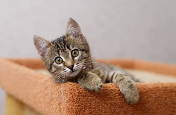 Kedi Evinde Komik Çizgili Tüylü Kedi Yavrusu — Stok fotoğraf