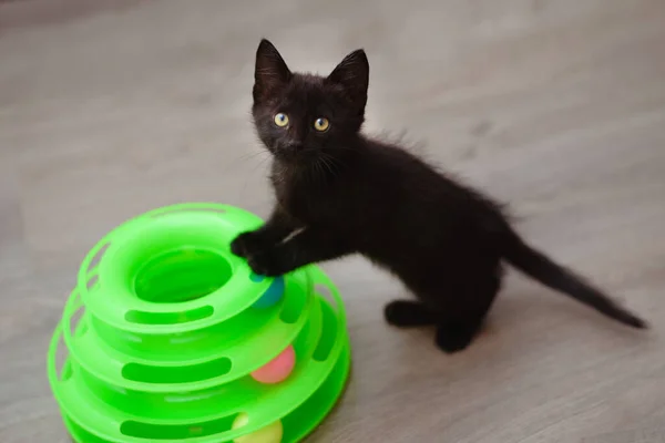 Siyah Yeşil Gözlü Bir Kedi Yavrusu Yeşil Bir Piramit Toplarla — Stok fotoğraf