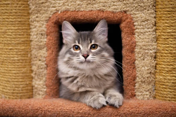 Kedi Evinde Komik Çizgili Tüylü Kedi Yavrusu — Stok fotoğraf