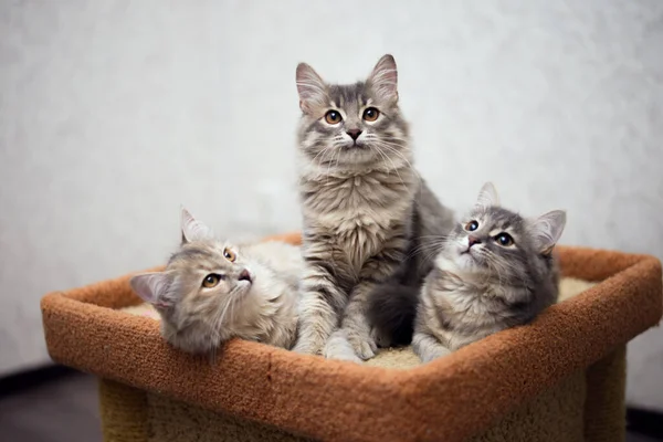 Komik Tüylü Kedi Kedi Evde Yatıyor — Stok fotoğraf
