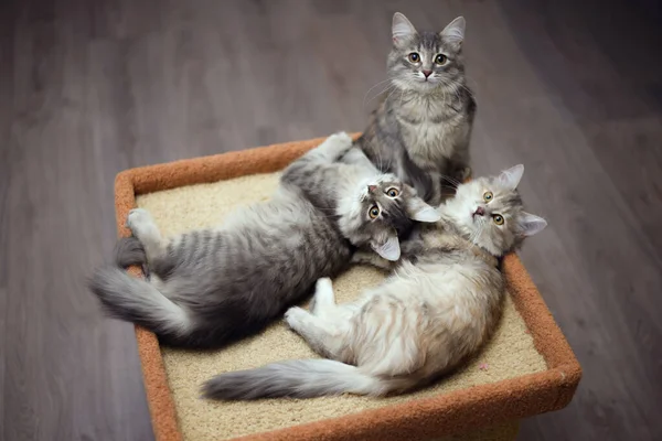 Komik Tüylü Kedi Kedi Evde Yatıyor — Stok fotoğraf