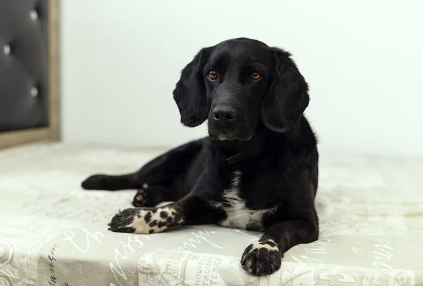 Большая Красивая Длинноухая Чёрная Собака Пятнами Кровати — стоковое фото