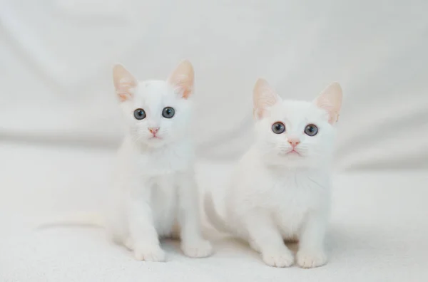 Дві Білоокі Смішні Маленькі Милі Кошенята Білому Тлі — стокове фото