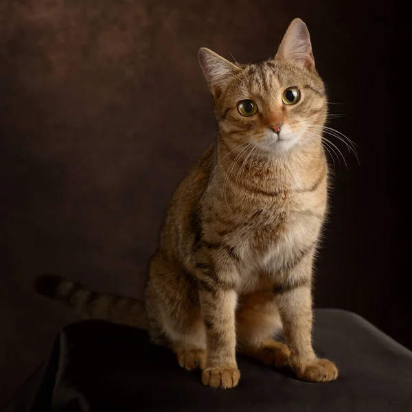Смугастий Сумний Кіт Плямистому Коричневому Студійному Фоні — стокове фото