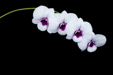 Orkide cins Dendrobium