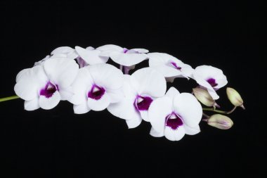 Orkide cins Dendrobium