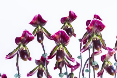 Orkide beyaz zemin üzerine.