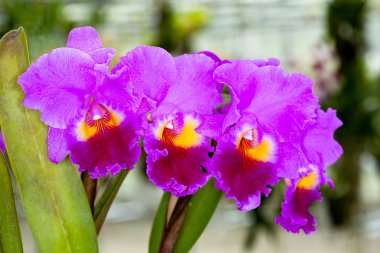 Cattleya orkideler