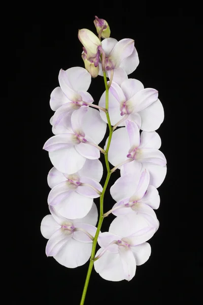 A orquídea Dendrobium — Fotografia de Stock