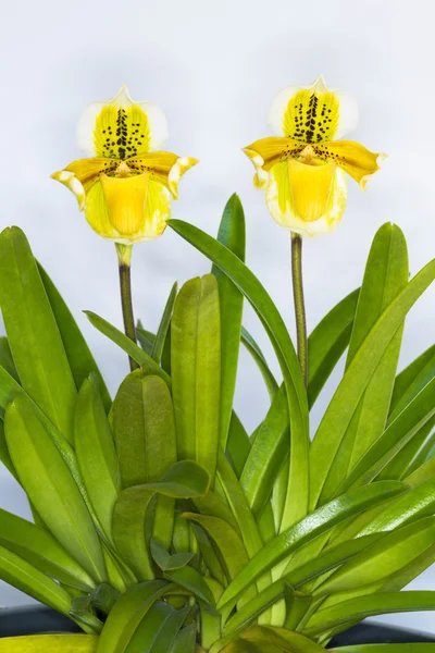 Orchidee auf weißem Hintergrund. — Stockfoto