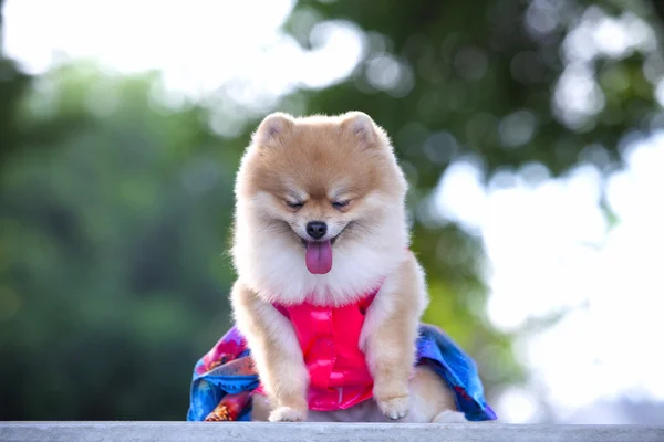 Pomeranian beautiful dog — Stock Photo, Image