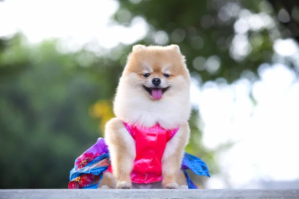 Pomerania hermoso perro — Foto de Stock