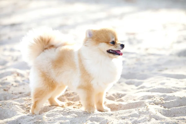 Pomerania hermoso perro — Foto de Stock