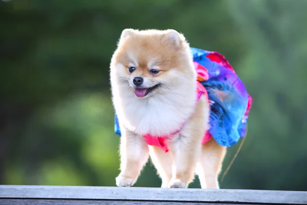 Pomerania hermoso perro — Foto de Stock