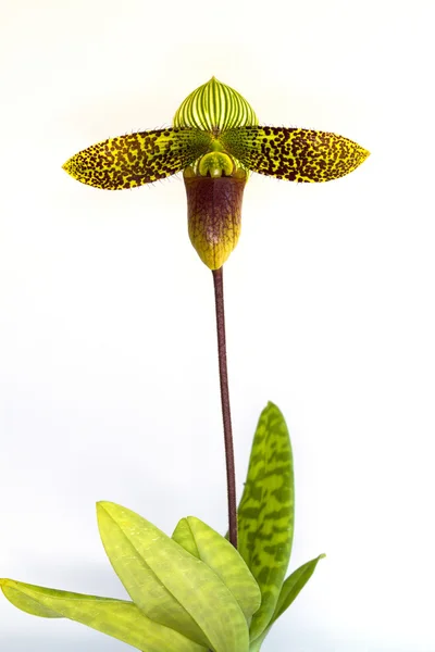 Orquídea sobre fundo branco . — Fotografia de Stock