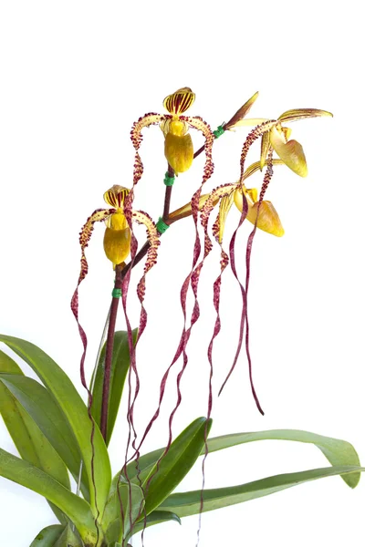 Paphiopedilum Michael Koopowitz. — Stock Photo, Image