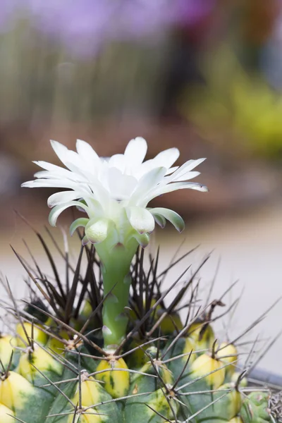 白仙人掌花 — 图库照片