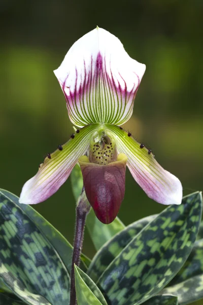 Phalaenopsis orkide arka plan