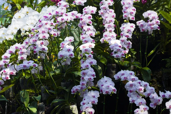 Phalaenopsis orchideen hintergrund — Stockfoto