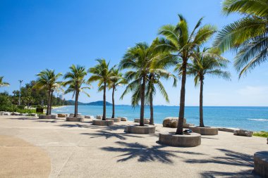 Hindistan cevizi ağaçları güzellik ekili.