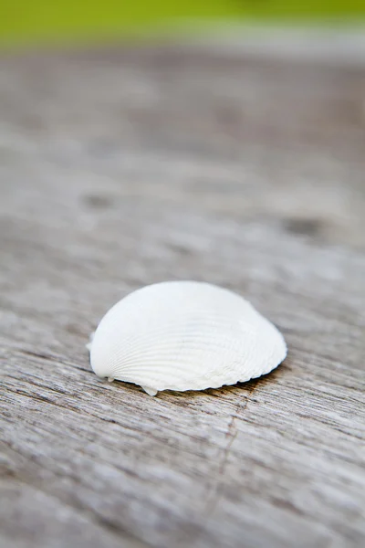 The White shell — Stock Photo, Image