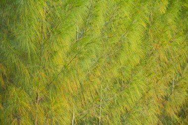 Ormandaki kozalaklı ağaçların tam görüntüsü.