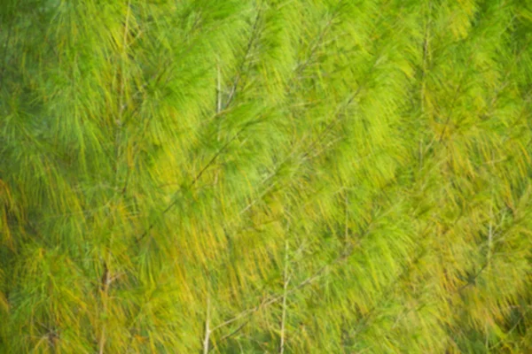 Vollständiges Bild eines Nadelbaums im Wald. — Stockfoto