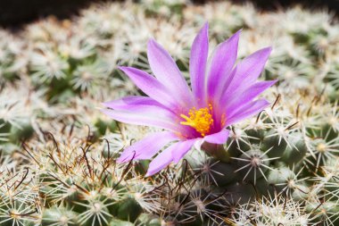  siyah pembe kaktüs çiçek