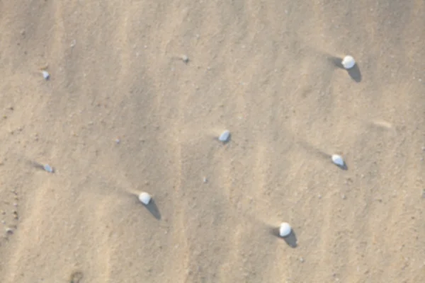 Shell and sand — Stock Photo, Image