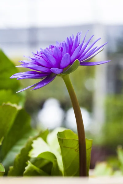 Paarse Lotus op water — Stockfoto