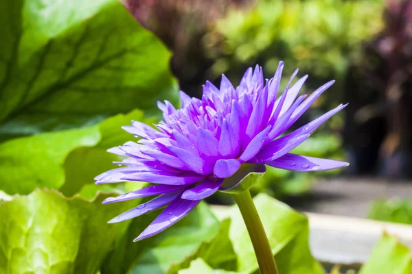 Loto viola sull'acqua — Foto Stock