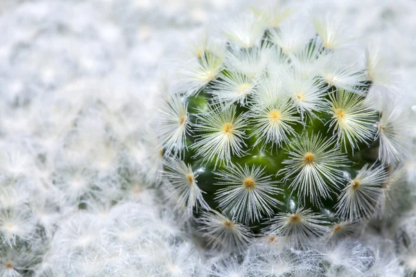 Primo piano di piccoli cactus nelle pentole — Foto Stock