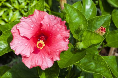 Hibiscus rosa-sinensis. Ebegümecigiller.
