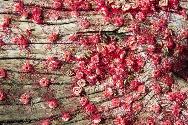 Красные цветы на деревянном полу — стоковое фото