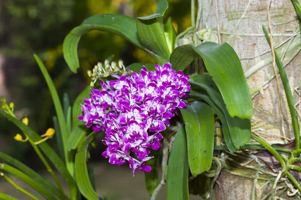 Wildorchideen und ein Garten. — Stockfoto