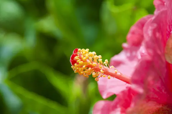 Hibiscus rosa-sinensis. Mályvafélék (Malvaceae). — Stock Fotó