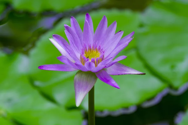 Lotus violet. Lotus violet sur l'eau. . — Photo