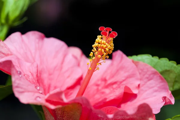 Hibiscus rosa-sinensis. Slézovité. — Stock fotografie