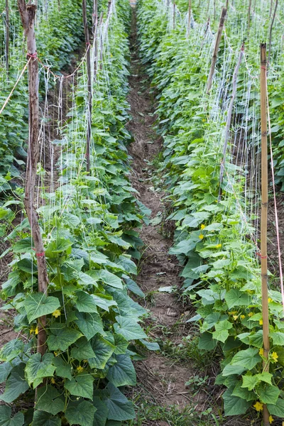 Vattenmelon i växthus — Stockfoto