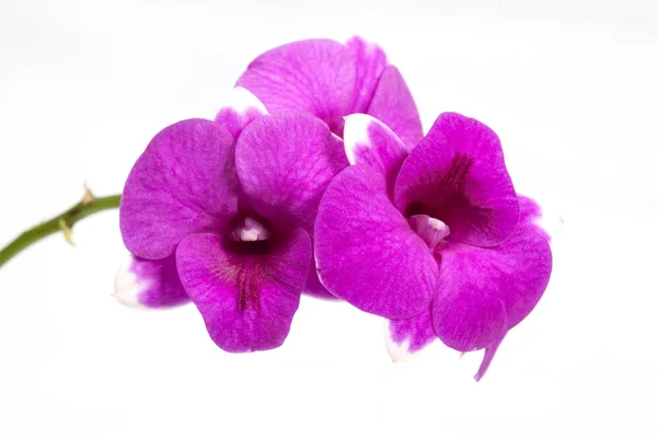Orquídea aislada sobre fondo blanco. —  Fotos de Stock