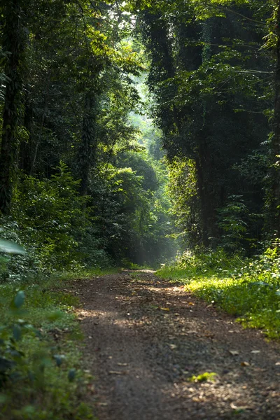 Road in forest — Stock Photo, Image