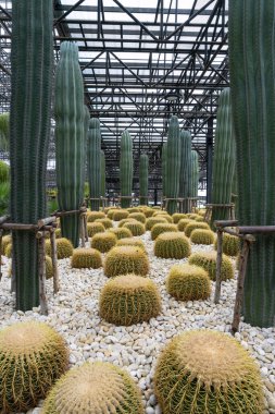 Güzel Echino kaktüsü ya da altın varil kaktüsü yazın bahçede büyür..